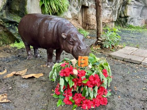 「黑色嚕嚕米」生日快樂！壽山動物園為侏儒河馬母子慶生